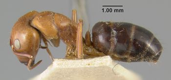 Media type: image;   Entomology 21533 Aspect: habitus lateral view